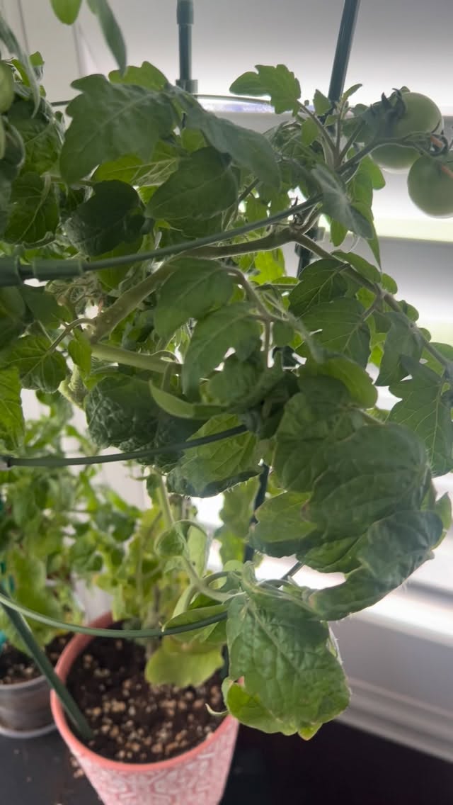 We got tomatoes! 🍅🪴#HBZPlantChallenge