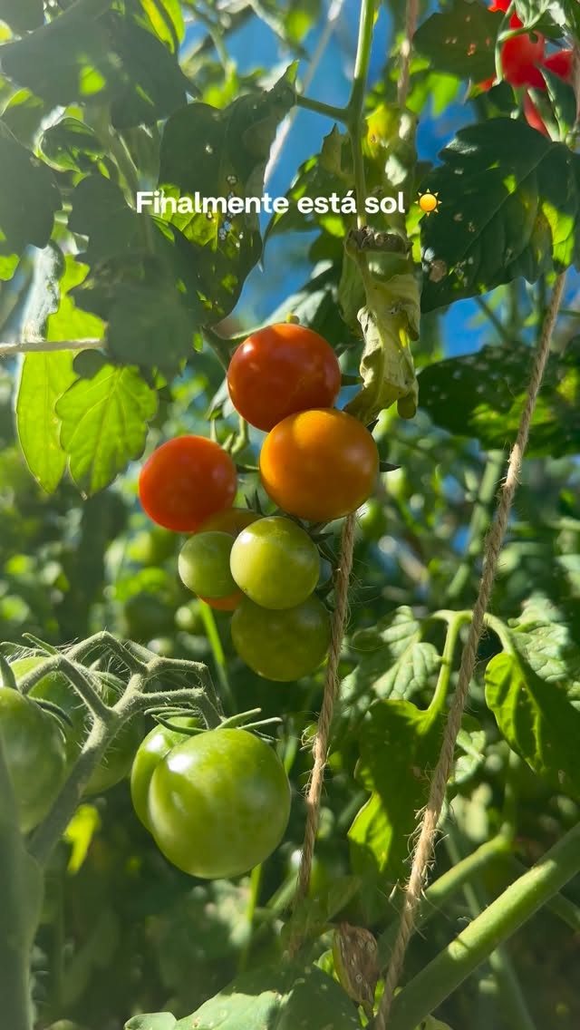 Depois de várias semanas com muito mau tempo, o tempo finalmente abriu e os primeiros sinais da primavera apareceram 🤩
Na agricultura as consequências do mau tempo não são imediatas mas temos de confessar que as últimas semanas foram muito desafiantes quer ao nível de logística, colheitas e sobretudo na distribuição!
#cabazesdefruta #agricultura #fruta #legumes #cabazespersonalizados