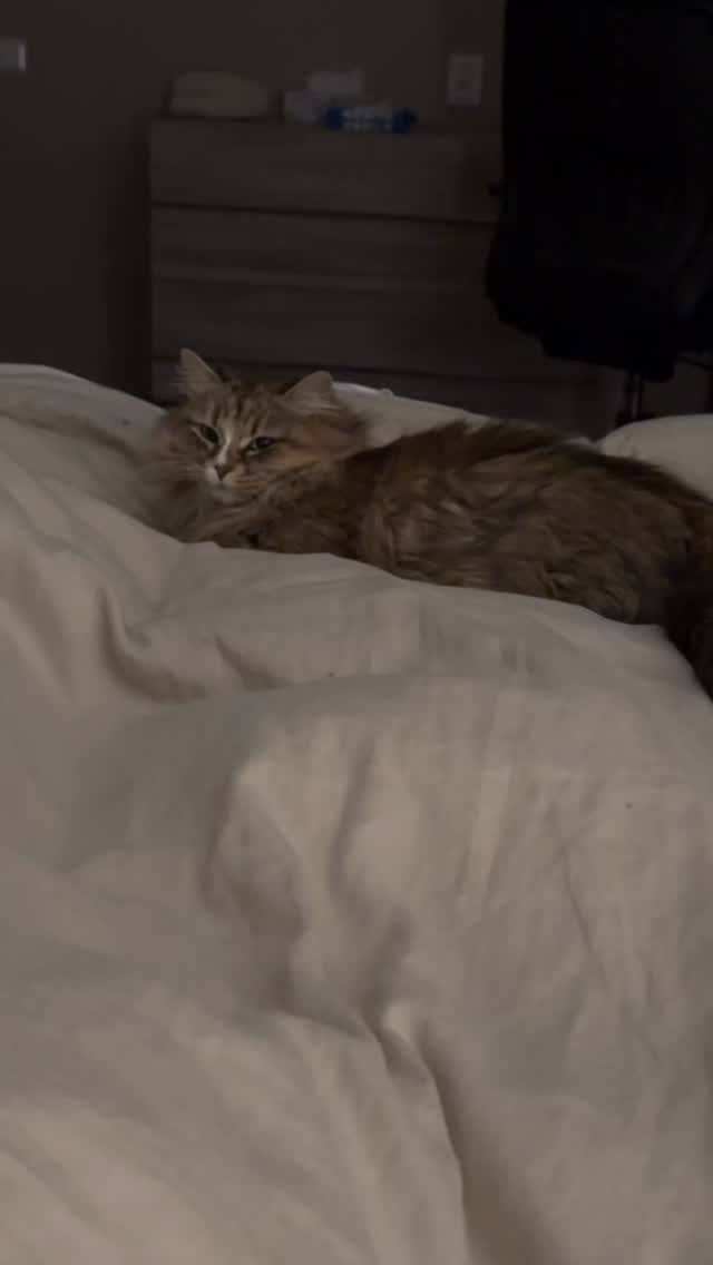 Faith is sinds gisteren al lekker op zwangerschapsverlof. 🤰Betekend ‘s nachts bij ons slapen, wat alone time, weg van de drukte en even 1 op 1 time met ons. 😻Weer vertrouwd worden met de werpkist, dat is straks toch 24/7 hun onderkomen! Dus dan zijn ze helemaal zen ☯️ als gaan bevallen.
Faith is er kleine stresskip 🐓haar vorige nestje was met Hera, toen was ze 10 dagen te vroeg bevallen. Eigenlijk niet levensvatbaar. Zeer Heftige periode geweest, 4 van de 5 verloren, gelukkig hebben we 1 er doorheen kunnen trekken en dat was dus onze Hera. ons kleine wondertje/survivor. Alleen dit keer wil de we haar van te voren (langer dan de vorige keer) rust en tijd voor haar zelf geven.. dus zij mag lekker een aantal dagen eerder met verlof 😉
Geniet ze ook echt van zien we. Dus voor nu even kroelen en knuffelen en wachten tot ze (hoop dit keer wel) normale bevalling heeft 🤞🤞
Kijken of ik het goed had gezien 🧐 5 stuks 🤞😁🥰