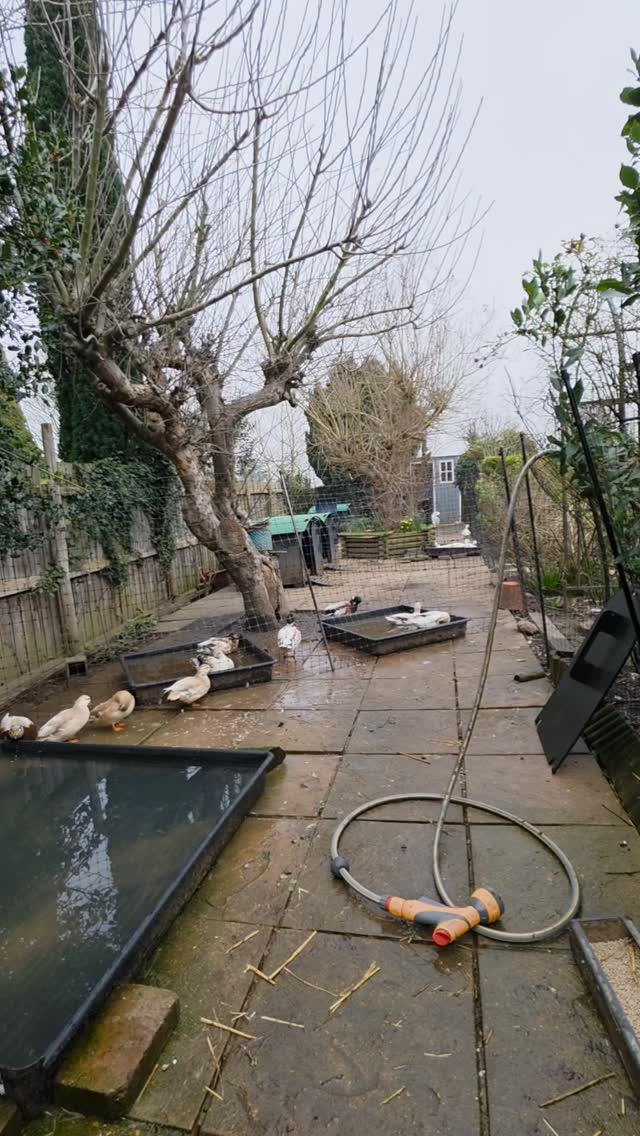 The Calls and Gunnar & Gertie had their Spring refresh and reset today! Jess from @wings_and_paws_at_pippin came and helped and the sun sven peeped for a while. Watch for the egg being laid by Babs at 13 seconds!
#springclean #callducks #sebastopolgeese #smallholdinguk #resetandrefresh
