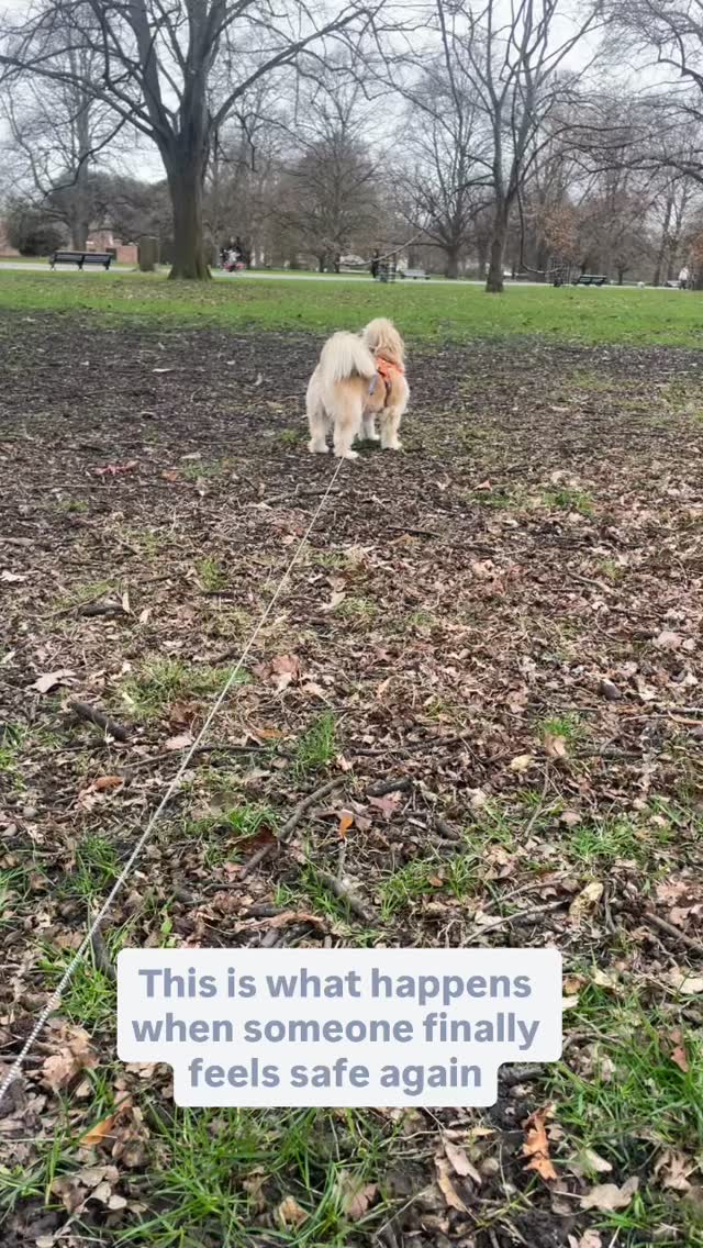 He wasn’t reactive…
he was terrified.
Fear didn’t need correcting…
it needed understanding.
If you knew Ricky’s story, you’d know that putting on a collar used to be a battle of fear.
He felt abandoned. Cornered. Misunderstood.
Years of training puppies taught me something:
fear is never the enemy, it’s a signal.
Today, Ricky is feeling and learning to trust humans again 🥰
He’s wearing it.
Running in it.
Sprinting toward the person who once scared him.
This is why I do what I do.
For that moment a dog who gave up on people
decides to give them one more chance.
You did it, Ricky 🐾
💡 Want your puppy to grow confident, calm, and trustful like this? Follow for daily training tips, wins, and real-life transformations.
#PuppyTraining #DogTransformation #DogTrainingTips #FearToTrust #RescueDogJourney