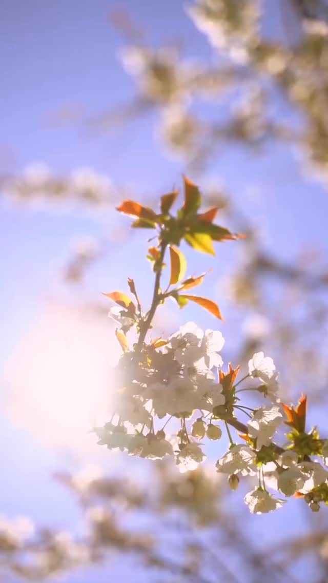 Spring is a season of renewal 🌸
After months of grey skies and long evenings, the light is slowly returning.
If you’ve been feeling tired, heavy, or simply in need of space to breathe, this is your sign.
Join us on March 29th at the beautiful Royal Marine Hotel for a nourishing Spring Retreat.
Limited spaces available. Book now 🌿