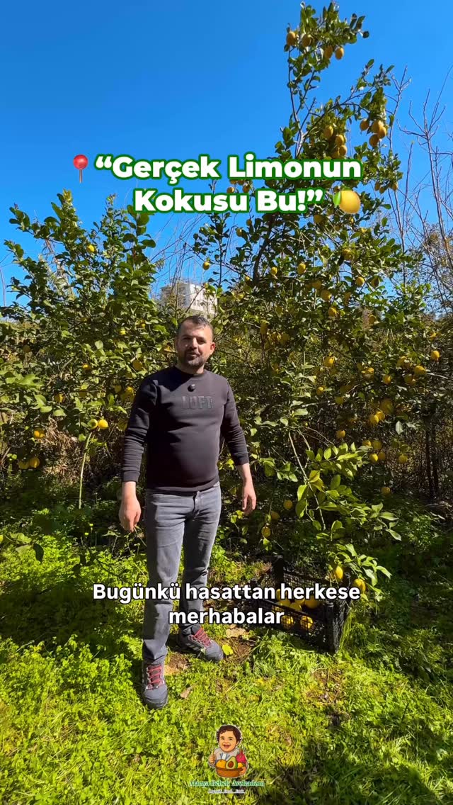 🍋 Dalından taptaze limon hasadı…
Kendi bahçemizde yetiştirdiğimiz mis kokulu limonlarımız hazır.
Doğal limon isteyenler sipariş için bize dm yolu yada whatsapp üzerinden ulaşabilirler 💛
.
.
.
.
#limon #limonhasadı #doğallimon #bahçedensofraya #doğalürünler