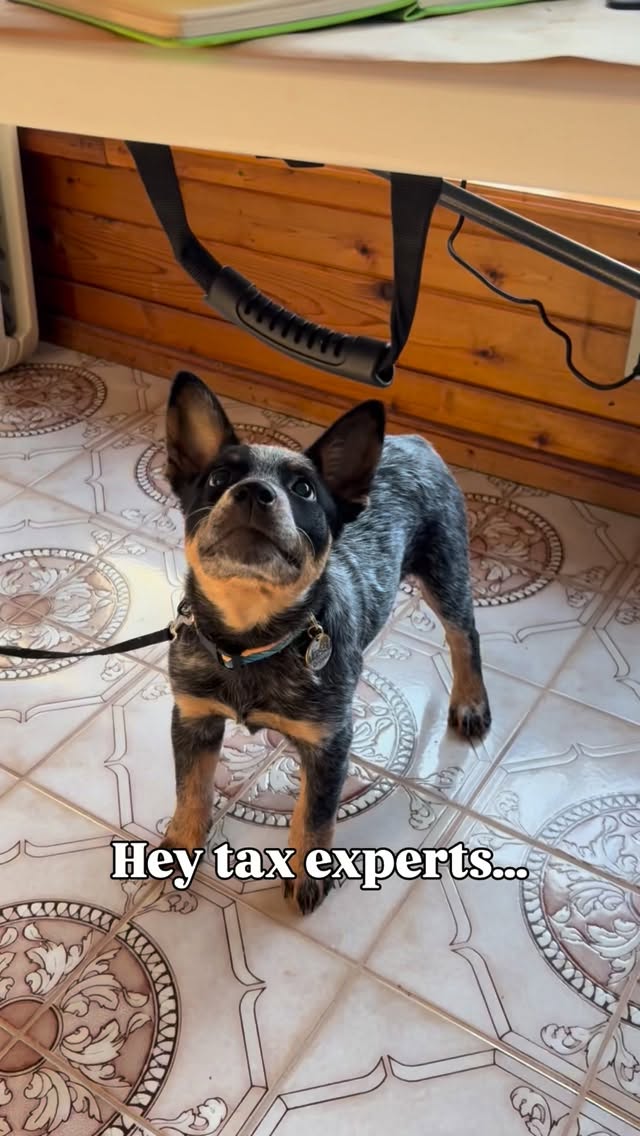 While this is mostly a joke, I’m certain there is more that I could write off on my small business taxes than I actually do. Doggy treats do add up when you have such a GOOOOOD BOYYYY. 😄
I just restocked all sizes of this design, which is of the Tetons from the Idaho side.
#dogcollar #smallbusinesstaxes #mountainart #puppystagram #blueheelerpuppy