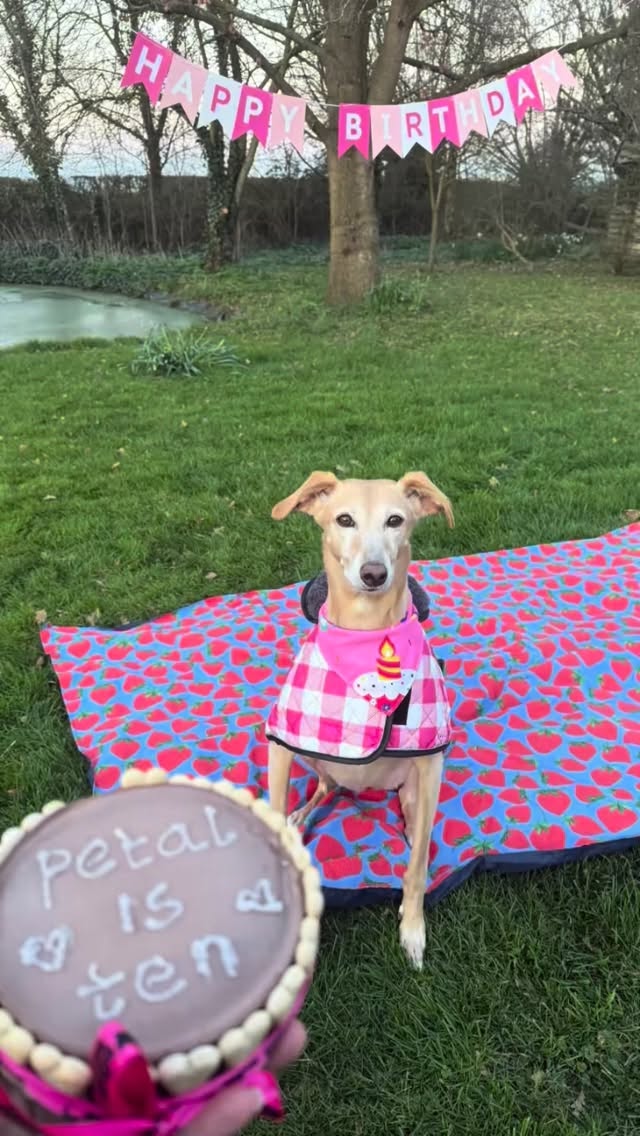 Today is Princess Petal’s 10th birthday 💕💕💕👑
She was born into rescue @lurcher_sos and her Nanna Wendie @mswscatt took the very best care of her until we were lucky enough to be chosen to adopt her. Best thing that ever happened 😊
Petal, you have brought so much joy into our lives and you are definitely the ring leader and the centre of everything 😂. We love you so so much 😍🐕✨
#rescuedogsrock #petalpup #rescuelurcher #lurcherlove #happybirthday