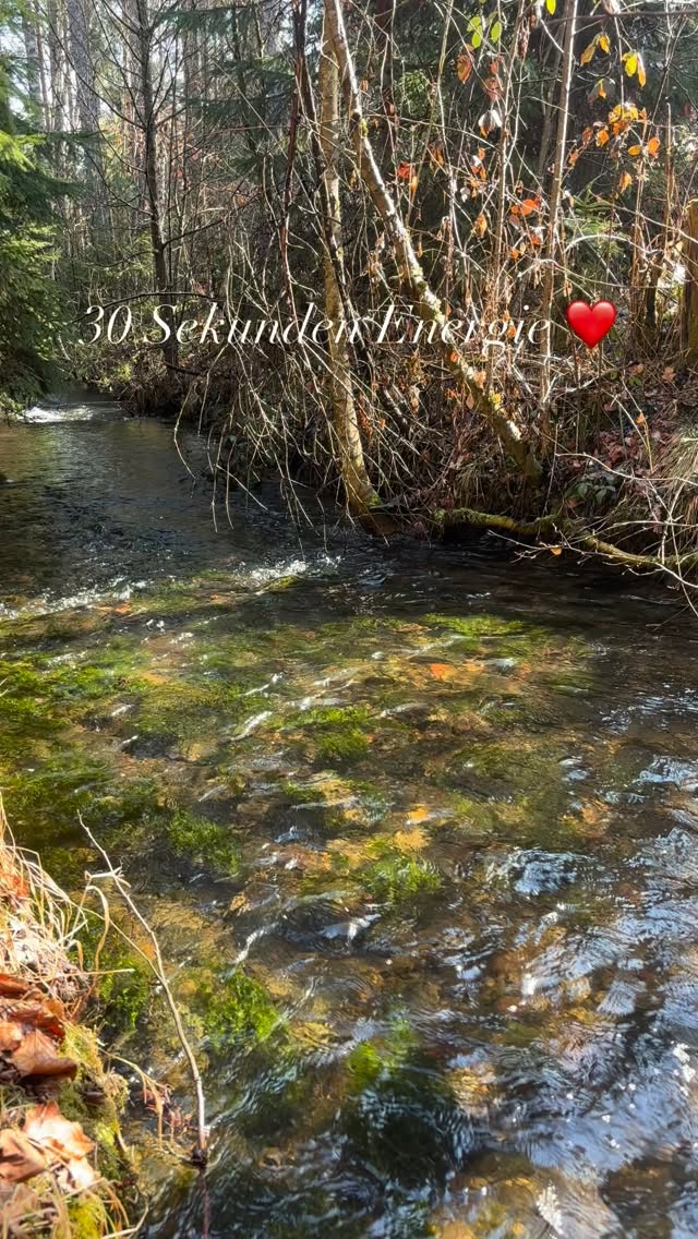 Lass es fließen - Energie tanken in 30 Sekunden ❤️ #worldsamys #mel4animal #veldenamwörthersee #waldbaden #energy