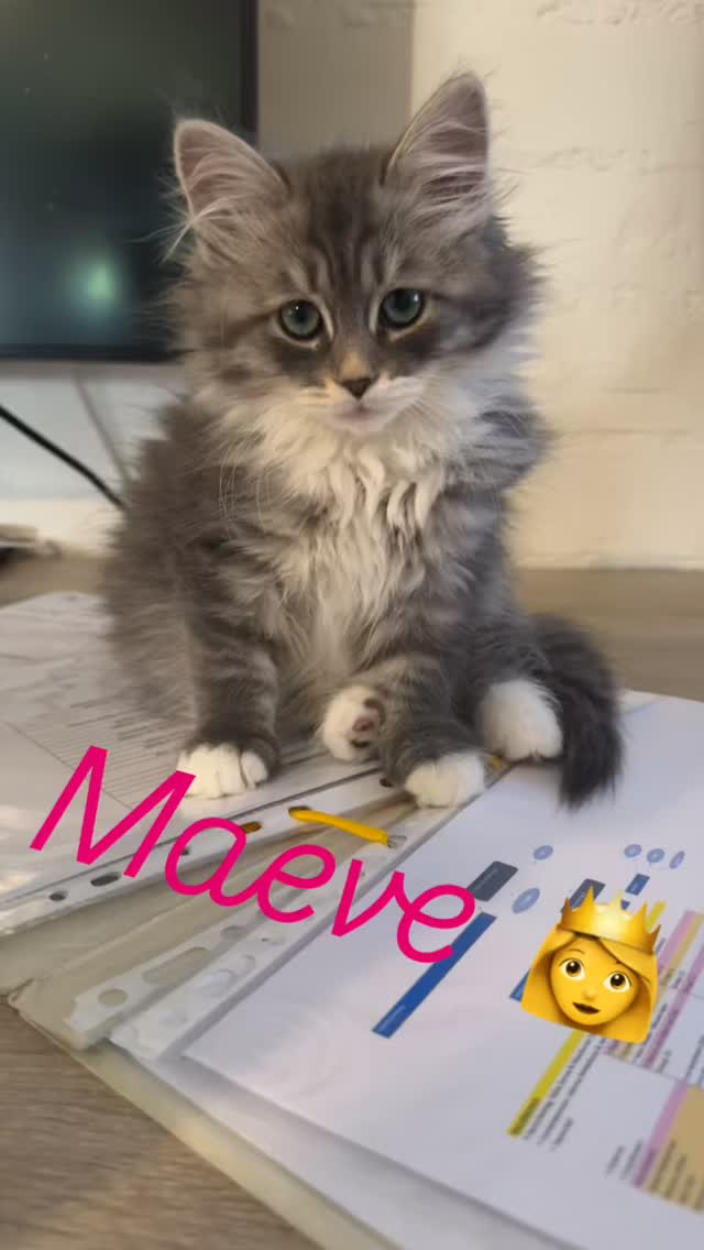 Onze gekke kleine Maeve blijft bij ons. 👸🏼🥰🥰