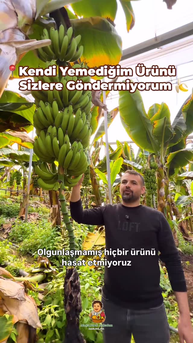 🍌 Dalından Sofranıza, Kendi Bahçemizden…
Alanya’daki kendi bahçemizde, özenle yetiştirdiğimiz muzlarımızın hasadına başladık.
Her salkım, doğal güneş ışığında olgunlaştı, zamanı gelince tek tek kesildi.
Kimyasal işlem görmeden, dalında olgunlaşan gerçek yerli muz lezzeti 🌿
Tazeliğiyle, aromasıyla ve doğal yapısıyla farkını ilk ısırıkta hissedeceksiniz.
Hasat ettiğimiz muzları özenle paketleyip sizlere ulaştırıyoruz.
Sınırlı sayıda, günlük hasat 🍌
Sipariş ve detaylı bilgi için bizimle iletişime geçebilirsiniz.
Bahçemizin emeğini sofranıza taşımaktan mutluluk duyarız 🤍
#AlanyaMuzu #YerliMuz #DalındanSofraya #DoğalÜrünler #sağlıklıbeslenme