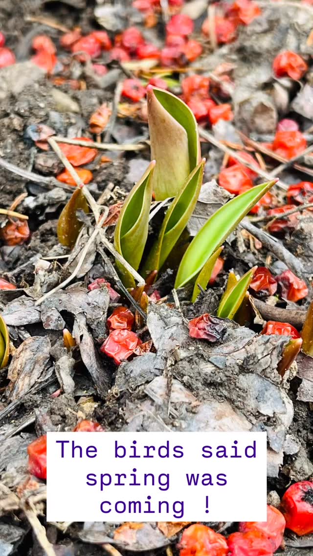 #healingthroughnature #mindfulmoments #natureinbalance #naturephotography #rootedinnature