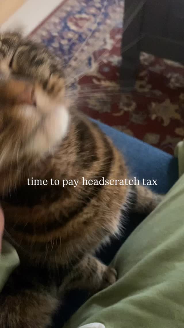 katsu wakes up and chooses violence every day… normally in the format of headscratches 😂
#catsofinstagram #catslovers #catsgram