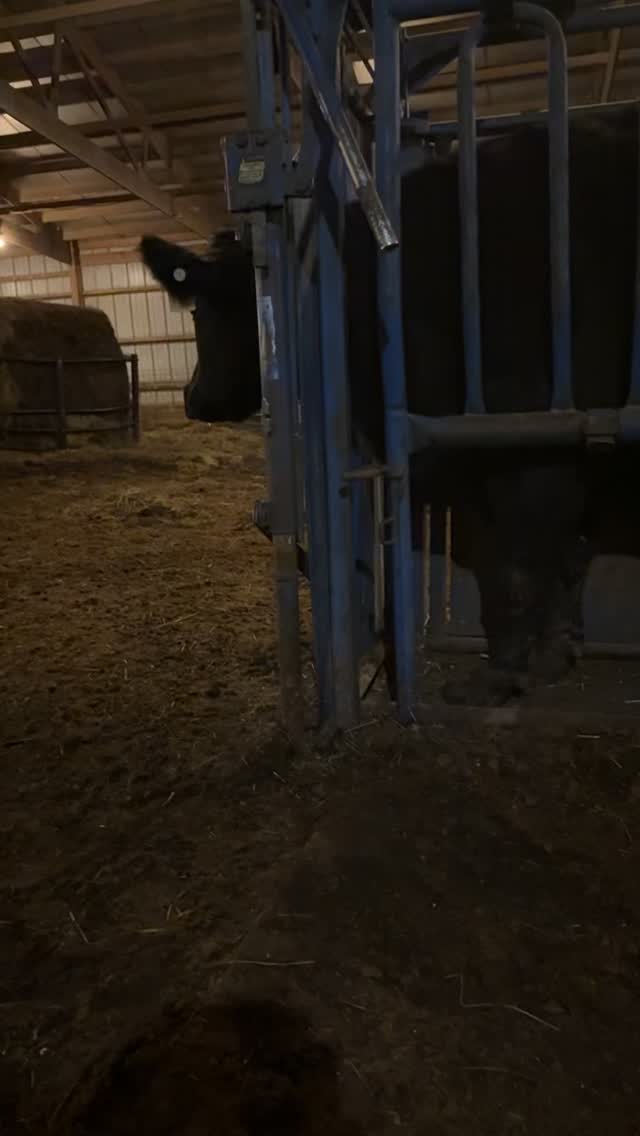 Being a disciple for God doesn’t need to be hard, it can be as simple as this. #cattle #cattleranch #farmlife #lordswork #godbless