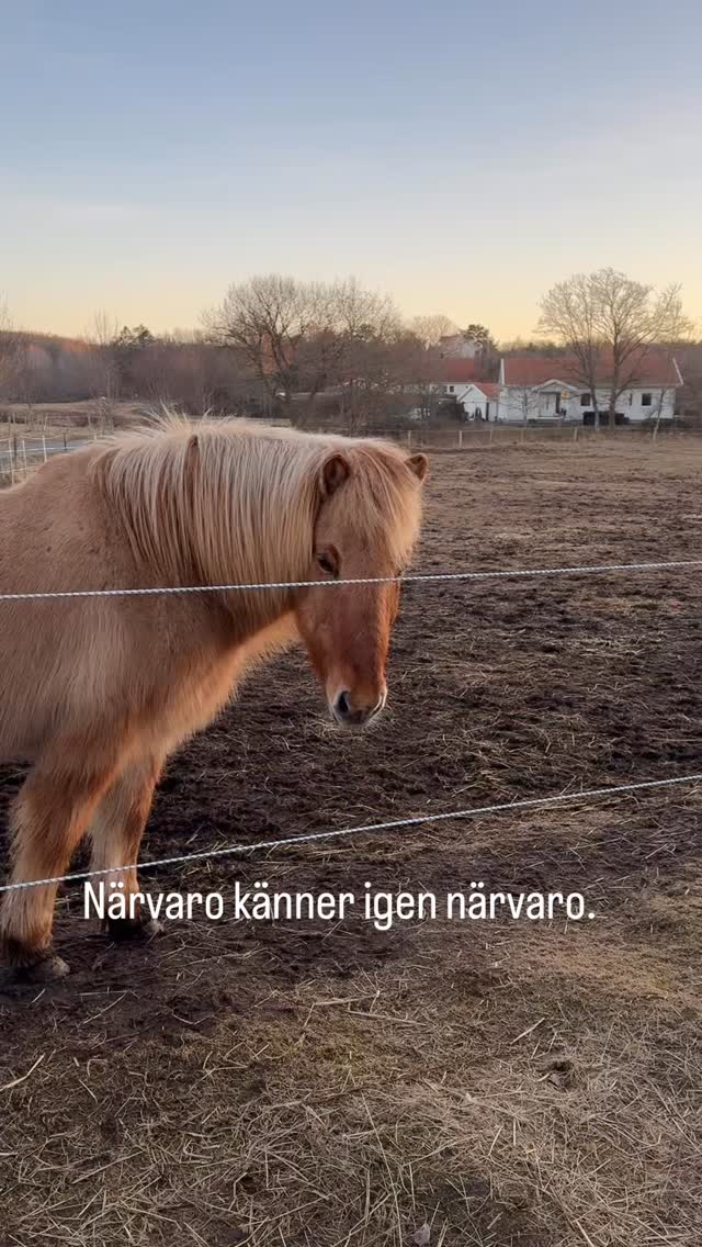 Jag har alltid älskat hästar. 🐴
Och samtidigt varit livrädd för dem.
Inte lite rädd. Utan den där rädslan som känns i hela kroppen. När jag bodde i Bromma, Stockholm gick jag ofta till stallet i Äppelviken för jag ville verkligen göra mig fri rädslan. Och under tiden vid min läkning så visste jag instinktivt att det fanns något hos dem som skulle hjälpa mig. Jag stod där länge och tittade på hästarna. Ofta flera meter ifrån dem. Hjärtat ville närmare men kroppen vågade inte. Ändå fortsatte jag att gå dit. Det var som om något i mig drogs till dem. Och en dag satt jag plötsligt på hästryggen.
Idag när jag bor på västkusten där hästarna går i hagar runt omkring oss så går jag till dem flera gånger i veckan. Inte för att rida eller för att jag behöver läkningen på samma sätt idag, utan för att bara vara nära dem en stund.
Men igår kväll hände något som berörde hela mitt väsen.. Jag var ute på min kvällspromenad och gick fram till en av hästarna och sträckte intuitivt fram min hand med öppen handflata. Den stannade.
Den vände bort huvudet ett ögonblick. Sedan vände den sig tillbaka mot mig igen. Den blundade mjukt och blåste ut genom näsan. Och plötsligt började tårarna rinna. Det var som om något i kroppen släppte. Som om allting bara stannade upp för ett ögonblick.
I stunden kändes det nästan som att vi gav varandra både healing och kärlek.
Ett ögonblick av ren närvaro. Utan rädsla. Utan försvar. Bara två levande varelser som möttes i trygghet och stillhet.
Njut din fredag, min vän💚
#nature#natur#energy