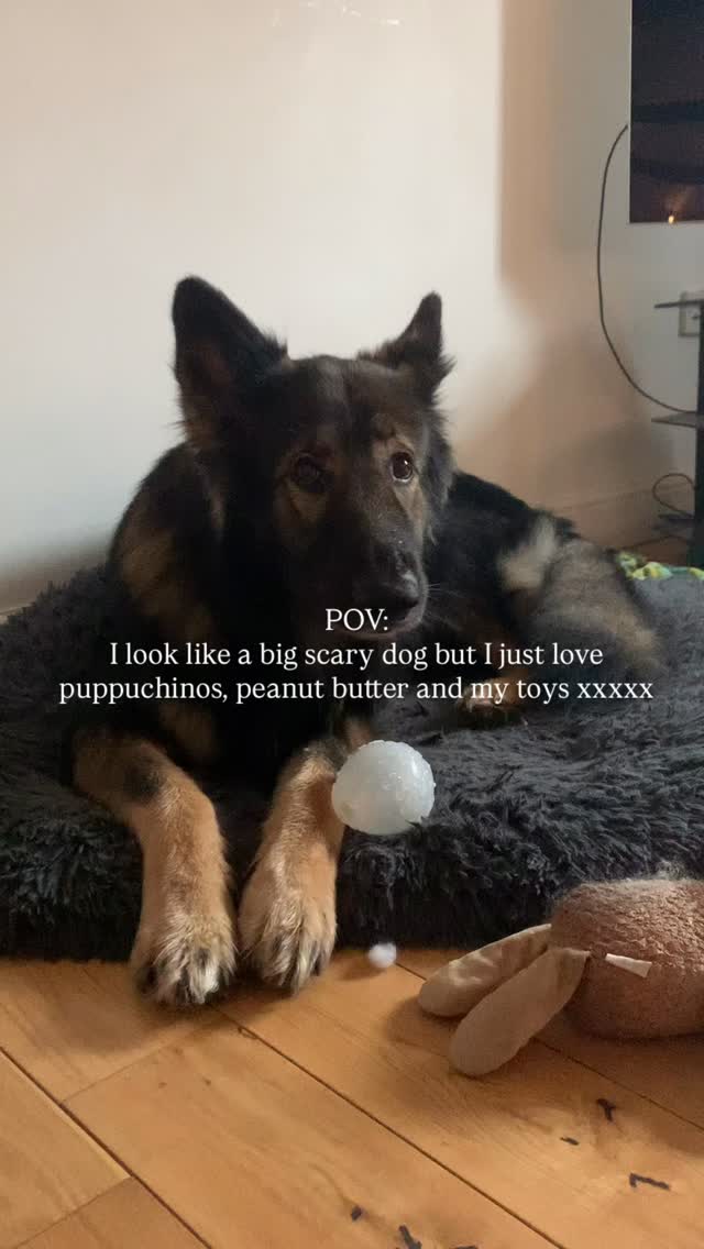 a gentle soul xxxxxx
#bigdog #bigdogproblems #germanshepherds