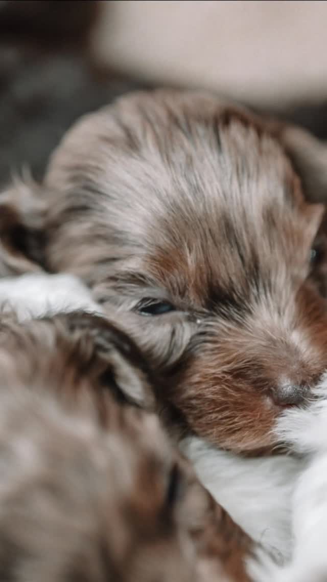 Our Schnoodle litter has officially begun their next chapter, and my heart is so full! 🐾
Raising this litter has been such a special journey, and while it’s always bittersweet to watch them leave, there is nothing more rewarding than seeing each puppy go to the loving family that has been waiting and preparing for them.
To all my incredible families, past, present, and future thank you from the bottom of my heart for trusting my program and trusting me to raise the puppy of your dreams. That trust means more than words can ever express. Seeing these babies already settling into their new homes, surrounded by love, makes every sleepless night and every moment of hard work completely worth it. Each one of these pups will always hold a special place in my heart, and I am so excited to watch them grow through the updates, photos, and milestones you share along the way.
A very special thank you to Anthony and his team at @pups_on_the_fly for safely delivering my two long-distance pups to their wonderful families. They are always fantastic to work with and I truly cannot recommend them enough for anyone looking for a trustworthy flight nanny service. They will forever be my go to! 🛫
This litter was so loved from the very beginning, and now their next chapters have started. Forever grateful for the families who make this dream possible.
#schnoodle #schnoodlepup #schnoodlepuppy #schnoodlepuppies #alani