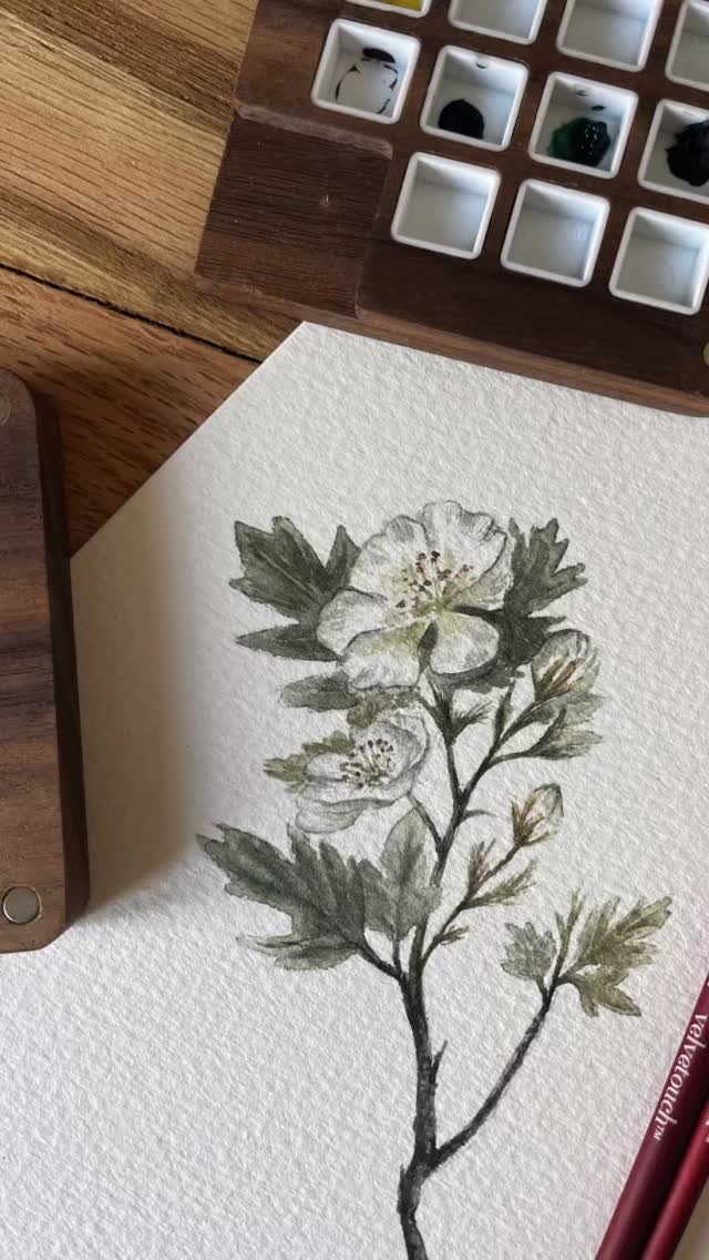 Hawthorn. Hawthorn is not gentle, it’s protective. Thorned. It reminds us that beauty and boundary can coexist.
.
#paintingvideo #intunewithnature #ukartist #watercolourart #learningresources