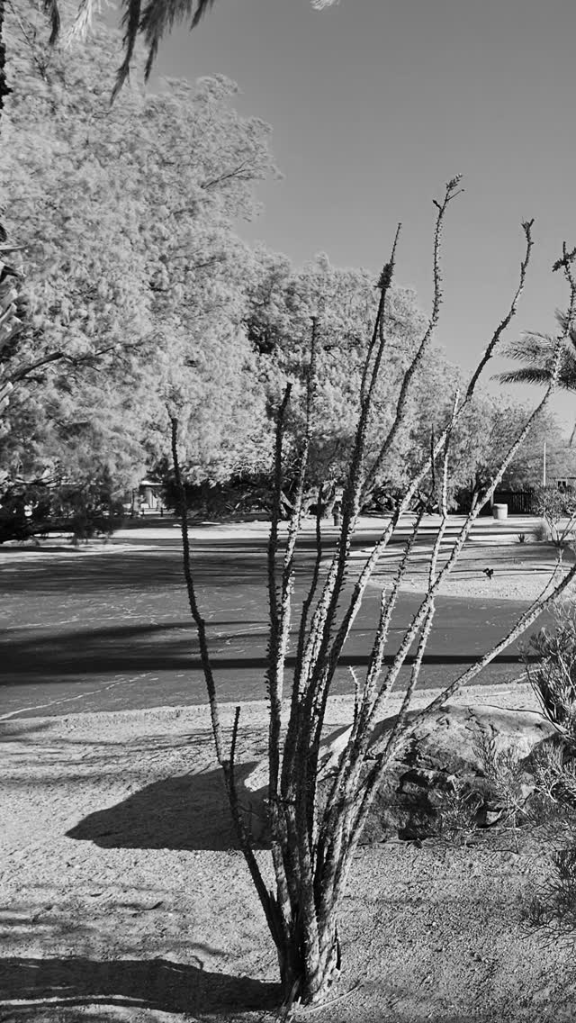 #casadelzorro #foxbistro #anzaborrego #allstreetsgourmand