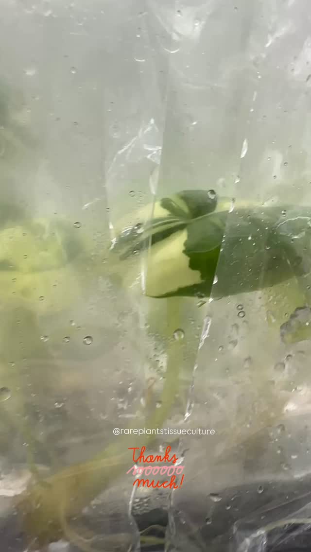 High variegation Alocasia Bisma Platinum on the way!
#variegatedalocasia #alocasiaplatinumalbo #rareplantsofinstagram