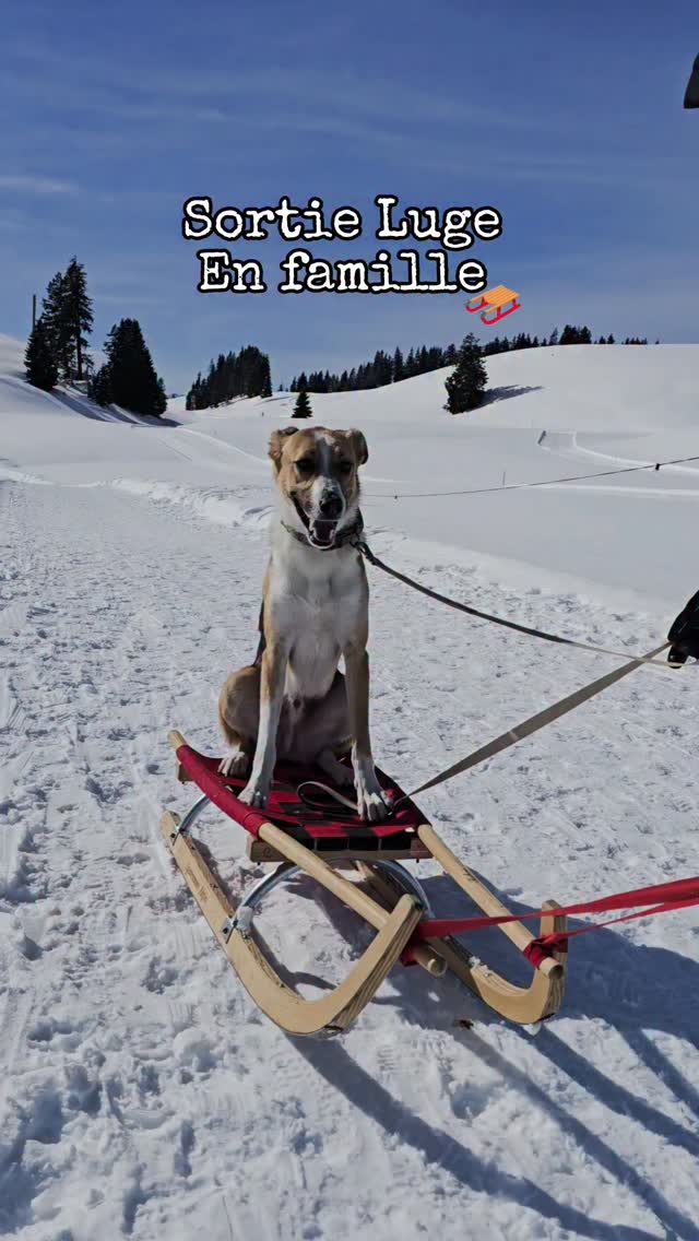 ❄️ℹ️ɪɴꜰᴏꜱ⬇️🤩
🏔️ Panorama incroyable sur les Alpes
🛷 3.6 km de descente entre Sparenmoos et Heimchueweid (ou 7km jusqu'à Zweisimmen si assez de neige)
⏳️45 minutes de descente
📈 Difficulté: moyenne
🚍 Accès: depuis Zweisimmen, prends le bus à la gare (13.-/aller)
🛷 Location de luge : 8.-
💵 cash ou twint
🐣 Piste adaptée aux familles (mais technique parfois)
🐕 Chiens autorisés ✅️
✔️ Vérifier l’enneigement avant de partir
📍 𝘽𝙞𝙚𝙣𝙫𝙚𝙣𝙪𝙚 à 𝙎𝙥𝙖𝙧𝙚𝙣𝙢𝙤𝙤𝙨, 𝙖𝙪-𝙙𝙚𝙨𝙨𝙪𝙨 𝙙𝙚 𝙕𝙬𝙚𝙞𝙨𝙞𝙢𝙢𝙚𝙣, 𝙙𝙖𝙣𝙨 𝙡’𝙊𝙗𝙚𝙧𝙡𝙖𝙣𝙙 𝙗𝙚𝙧𝙣𝙤𝙞𝙨🇨🇭🐻
💡 Enregistrer ce spot pour ta prochaine sortie d'hiver en famille !
🤓 Alors? Ça te tente ou tu connaissais déjà?
Activités famille | Luge | Oberland bernois | Explore ma Suisse 🇨🇭