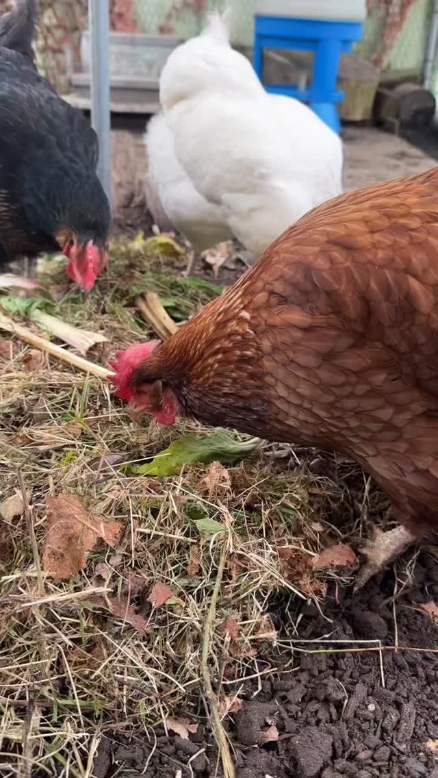 A minute of my flock enjoying bits cleared from the grow bank allotment 🥰🐓🐓🐓🐓🐓🐓