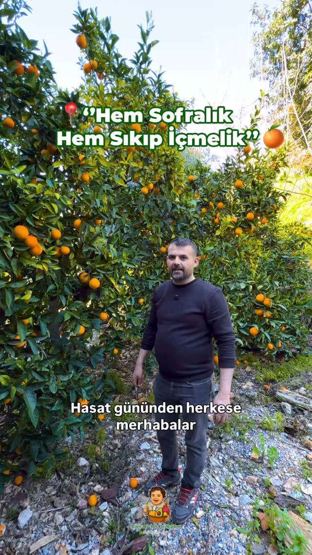 Bahçemizde bugün hasat günü 🍊
Dalından kopardığımız mis kokulu portakallar şimdi sizlere gelmeye hazır.
Doğal, sulu ve taptaze…
Aracı yok, direkt bahçeden sofranıza gönderiyoruz.
Sipariş vermek isteyenler DM’den yazabilir veya whatsapp üzerinden ulaşabilirsiniz.
Hasadın en güzel zamanı kaçmadan yerinizi ayırtın.
.
.
.
#portakal #hasatzamanı #dalındantopla #bahçeden #doğalürünler