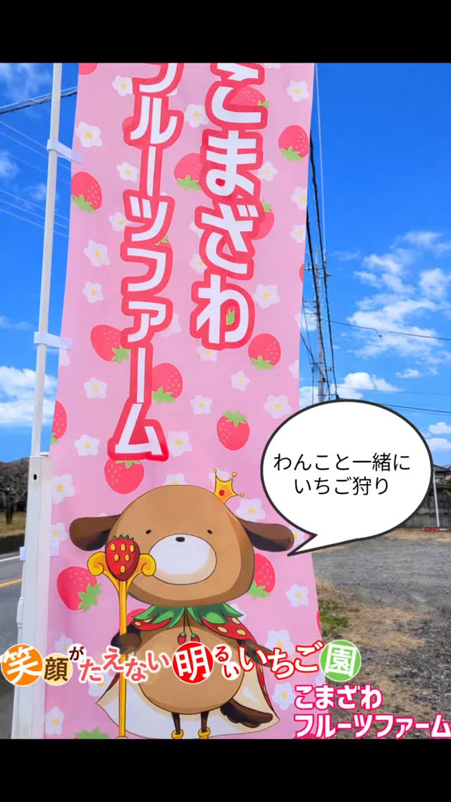 こまざわフルーツファームさんにお邪魔いたしました🍓
@komazawafarm
あきひめを食べ放題に途中で食べ比べ用の数種のいちごを持ってきてくださり、いちごをお腹いっぱい堪能いたしました。
今回私はソロで参加させていただきましたが、ソロも歓迎してくださいます✨
わんこ歓迎&ご家族で運営されているあたたかいファーマーさんです。
インスタグラムで来援したわんちゃんたちをご紹介していて、絶対わんこに優しい場所だと思いました。
ぜひ愛犬と一緒に楽しい思い出を作ってくださいね!
そうそう、わんこ連れに大人気のスポットですのでご予約はお早めに!
当日ですとなかなか難しいかと思います💦
🍓こまざわフルーツファーム
📍〒406-0046山梨県笛吹市石和町東油川290-1
✆055-261-7715(昼)
✆090-1855-8585(17時-)
@komazawafarm
【開園期間】2026年1月13~5月上旬頃
※開園期間はインスタグラムをご覧ください
【定 休 日】 木曜日(祝日時は営業)
【営業時間】10:00~15:00最終予約
※水曜日は14:30最終予約
【条件】多頭OK!愛犬の大きさ不問!!←神!!
カートやキャンプ用のキャリーなど。大型犬OKのカートの貸し出しあり(2台)
私も次はわんこ同伴で伺いたいと思います🐾
こまざわフルーツファームのみなさま、ありがとうございました✨
こっそりと弊社河口湖わんこマップへの掲載&こまざわフルーツファームさんにわんこマップカードを置かせていただきました♡
ぜひお手に取っていただけたら幸いです。
@kawaguchiko_yukarinosato