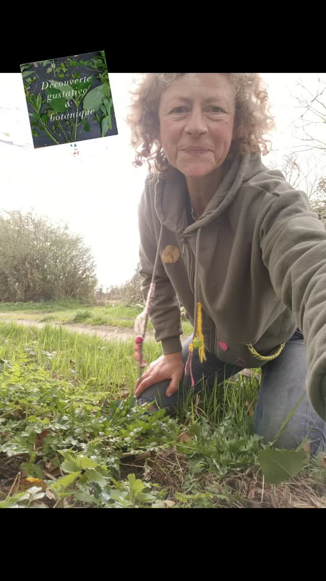 #nature #pissenlit
Cueillette des #sauvagescomestibles .
Balade botanique selon le calendrier établi sur mon site internet mais aussi sur réservation pour partager un moment nature entre amis et en famille.