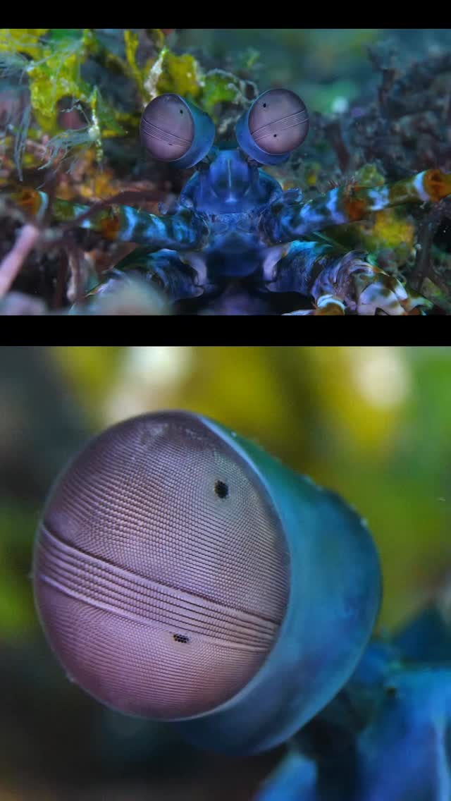 Spectral Superpower
Mantis shrimp possess the animal kingdom’s most complex visual system. Their trinocular eyes move independently, featuring thousands of hexagonal ommatidia. They detect ultraviolet light, polarized light, and twelve primary colors—surpassing human vision—to perceive a hidden, vibrant world of biological signals.
Filmed by Marcelo Johan Ogata #bugDreamer
#mantis #mantisshrimp #alien #eyeball