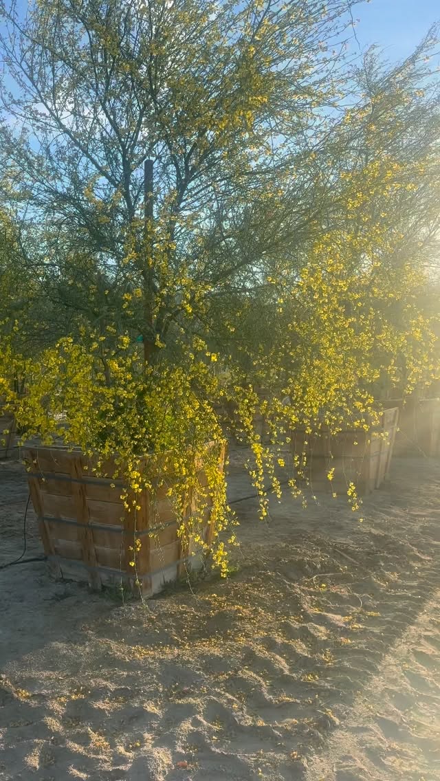 Nothing Gold Can Stay
For a brief moment each spring,
the desert turns to gold.
The branches of Cercidium/Parkinsonia Floridum (Blue Palo Verde) — spare and skeletal through winter — suddenly hold a haze of yellow light.
It looks effortless.
But the preparation has been patient.
The poet Robert Frost noticed this fleeting brilliance long before most of us thought to watch closely:
“Nature’s first green is gold,
Her hardest hue to hold.
Her early leaf’s a flower;
But only so an hour.
Then leaf subsides to leaf.
So Eden sank to grief,
So dawn goes down to day.
Nothing gold can stay.”
Botanically, the poem is remarkably observant.
In the earliest stages of growth, chlorophyll has not yet fully taken hold.
Other pigments — carotenoids and flavonoids — briefly dominate.
Gold before green.
Bloom before leaf.
Brilliance before endurance.
And in the desert, palo verde writes this lesson in yellow.
A sudden constellation of flowers
across green branches that photosynthesize year-round.
The moment is brief.
But that brief gold is the beginning of everything that follows.
Rooted in cycles.
Grown with patience.
Supplied for landscapes that understand time.
#NothingGoldCanStay #BluePaloVerde #DesertBloom #RoadrunnerTreeFarm #CasaDelZorroNursery