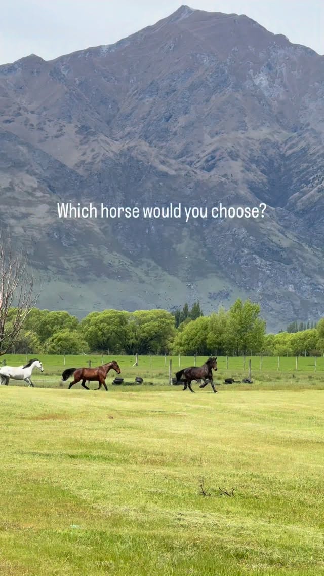 Which horse would you pick?
“Bentley” - warmblood, nice big but slow canter
“Archibald” - like a rocking horse, but you could get a little excitement buck here and there
“Monty” - a smaller horse, but with some power. Usually at the back
“Ben” - our speedy gonzalez, an ex trotter but loves a gallop!
.
.
.
.
.
#horselove #horsetrekking #horsesofinstagram #horselife #galloping