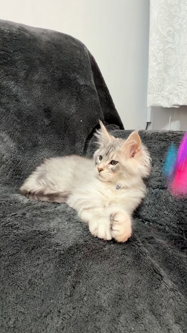 Loki, black silver tabby male. Reserved 😻#mainecoonkittens #mainecoonkitten #catsofinstagram #fluffycat #catsofinstagram