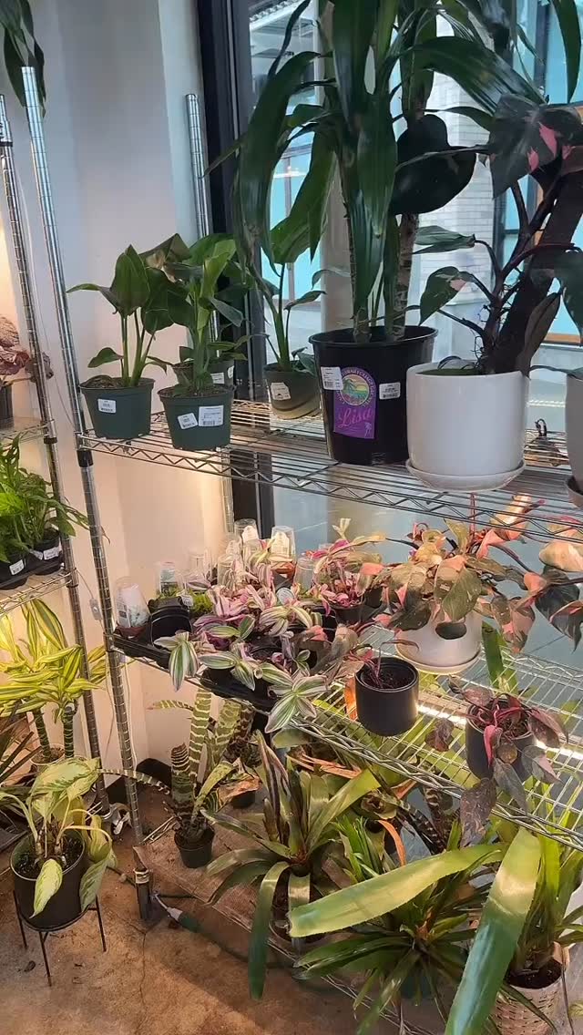 Can’t help falling love with this little shop every day!
#booshnursery #plantlover #plantshop #indoorjungle #seattle