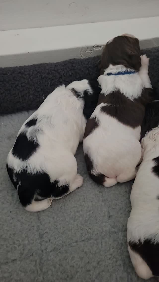 What a dream she's having! Excuse her mama's chewing in the background.
#puppy #dog #dream
