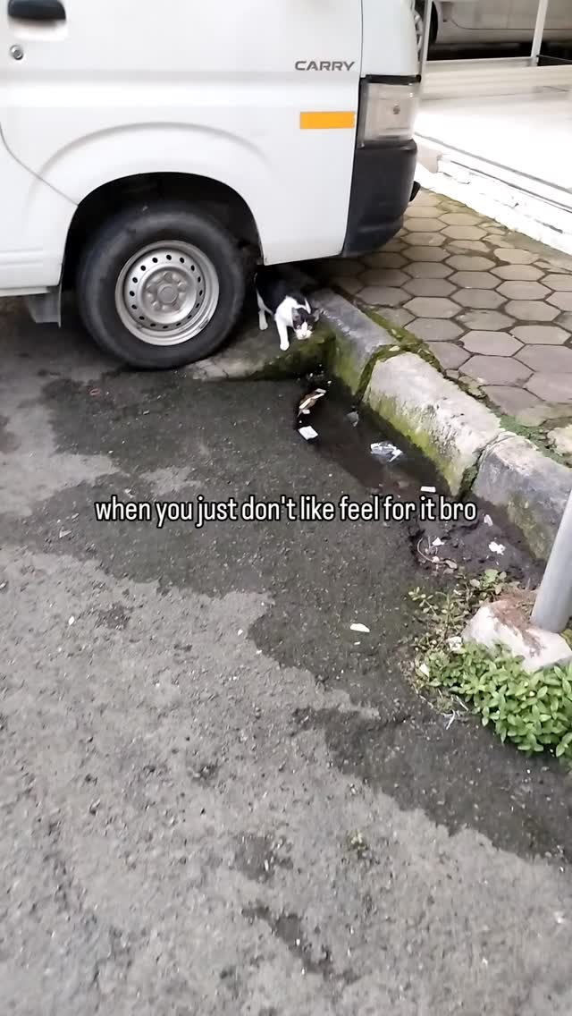 Monday morning already yet?
.
.
.
#catmemes #blackandwhitecat #gresik #mondaymorning #kuching