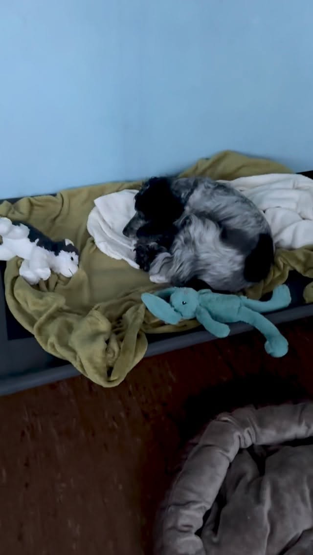 Réveil en douceur après une nuit en hôtel! Toffy est un cocker de 14 ans qui est sourd, donc on adapte notre approche pour ne pas trop le surprendre 💙
Dès le réveil, Toffy sait très bien que c’est directement l’heure de la première balade du jour 🐾
