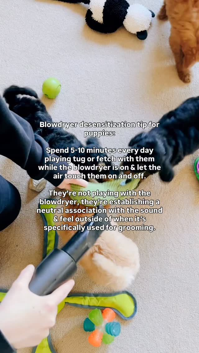 Want your puppy to grow up comfortable around grooming & bath time? Do this with them every day! 🐶🫧🧸
The point isn’t to make blowdrying exciting, it’s to establish a neutral association by using it when they’re enjoying themselves, distracted on a task, and there isn’t a lot of pressure!
Habits and routines pay off quickly with growing puppies! 🐾