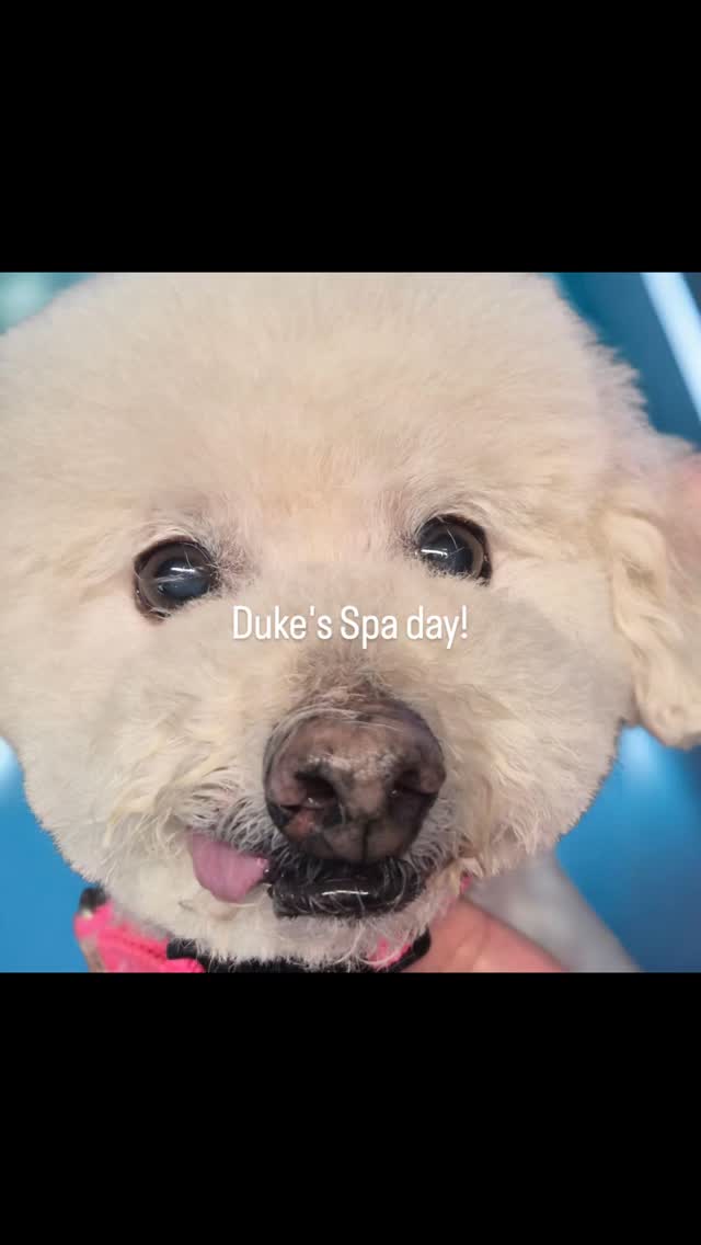Duke's spa day with The Groomiez🐶