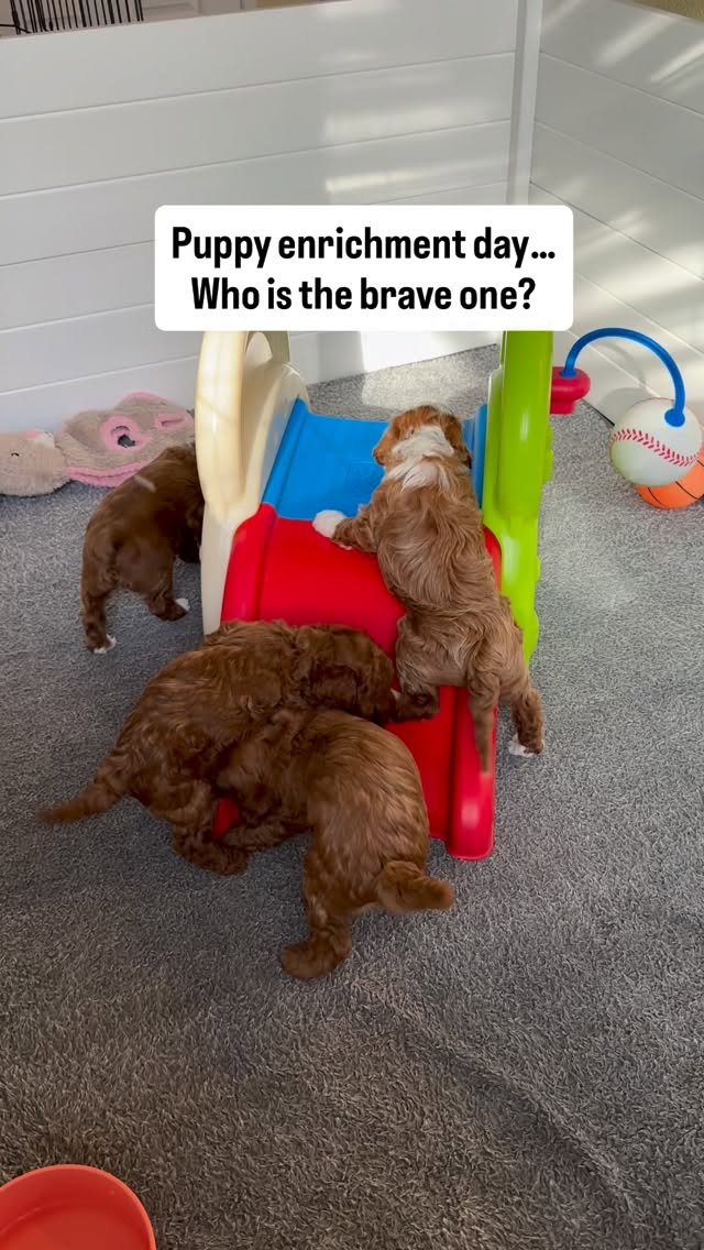 Every week brings something new. 🐾
Today the puppies explored new textures, movement, and their very first slide.
These little enrichment moments help build confident, curious pups. 🤍
.
Who is the bravest 🩷🩵💜🤍
.
.
.
.
.
.
.
#teacupgoldendoodle #puppiesofig #californiagoldendoodles #cutepuppies #fyp