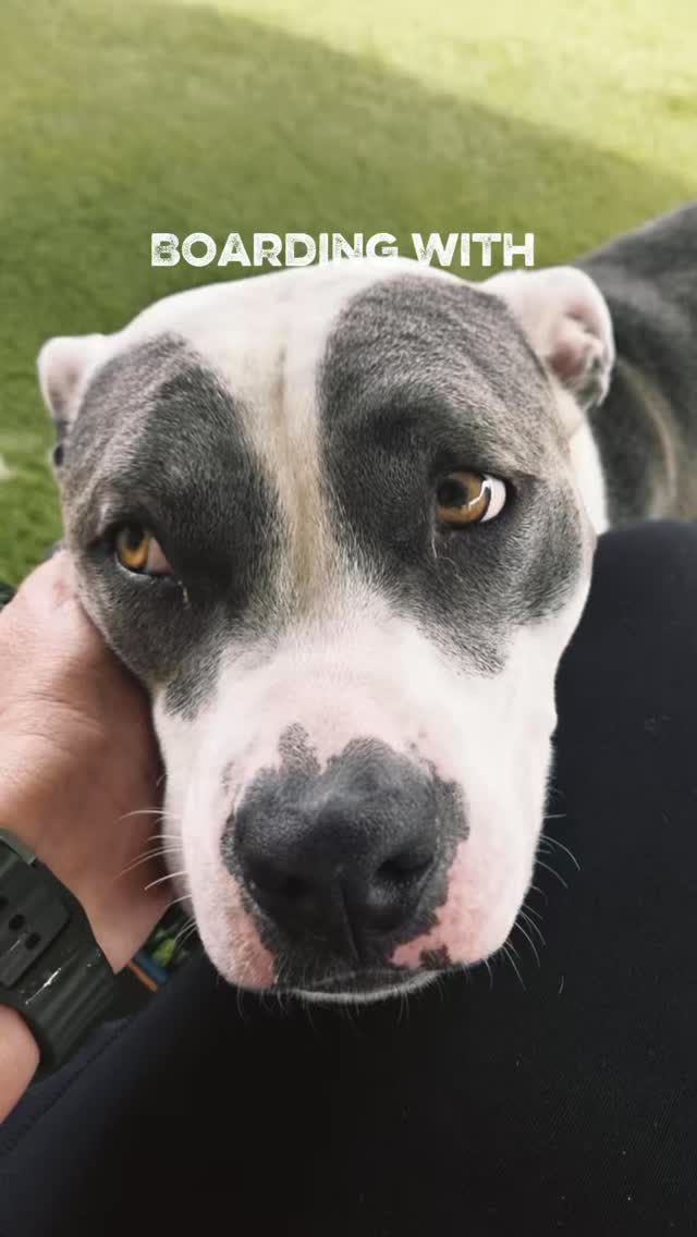 NOVA đŠś
Nova's back for boarding! He's trained with me before and I'm excited to have him again. What a handsome fellow!
#abetterpetdogtraining #lasvegasdogtrainer #dogsoflasvegas #dogreels #mustlovedogs