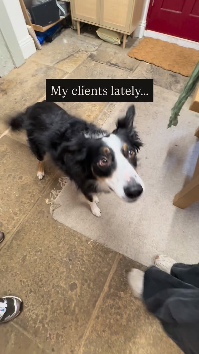 My recent clients 🐾
Payment method: biscuits
Work ethic: questionable
Paw prints: perfect