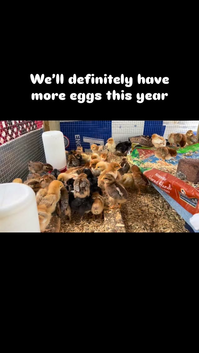 Adding more chickens to the flock :)….after they “Hyde Park coyotes” got 6 of our older hens :(