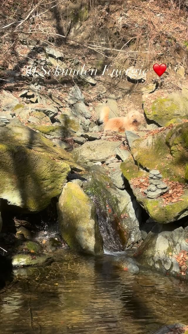 Energie tanken in 30 Sekunden ❤️ #mel4animal #veldenamwörthersee #energy #waldbaden #worldsamys