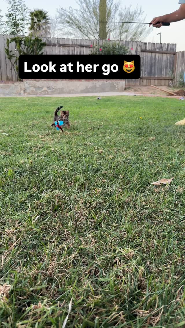 Toyger kitten having a blast durning play time😻 #toyger #cat #kitten #fyp #casacruzranch