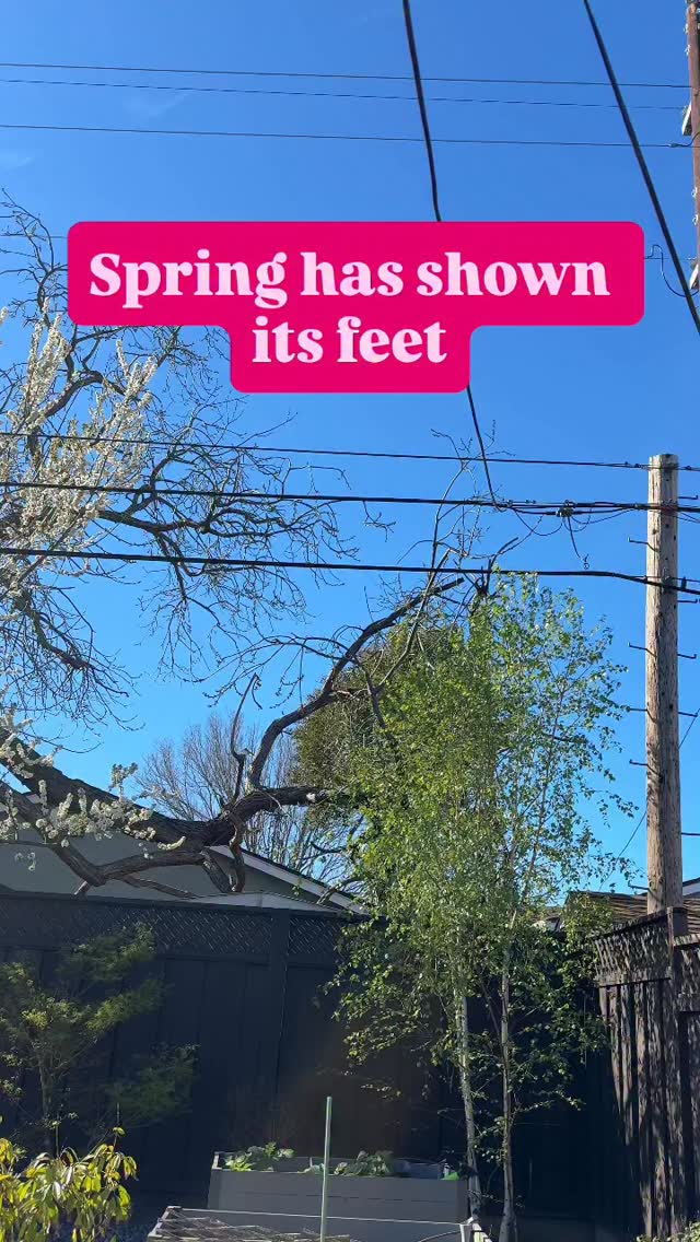 Finally, our first shipment without using heat packs!
The sun is back, flowers are blooming, grasses are greening and my allergies are flaring… so spring must be here! 🤭💚🌱
So looking forward to this new season. Thank you to all who made this possible. 💗💗💗
#plantsmakepeoplehappy #plantonlineshop #plantshopping #anthuriumaddict #plantlife