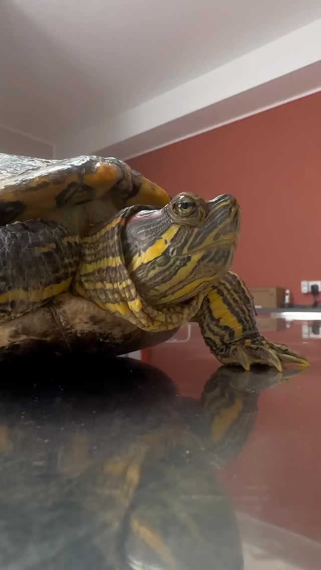 Kastration einer Schildkröten-Dame