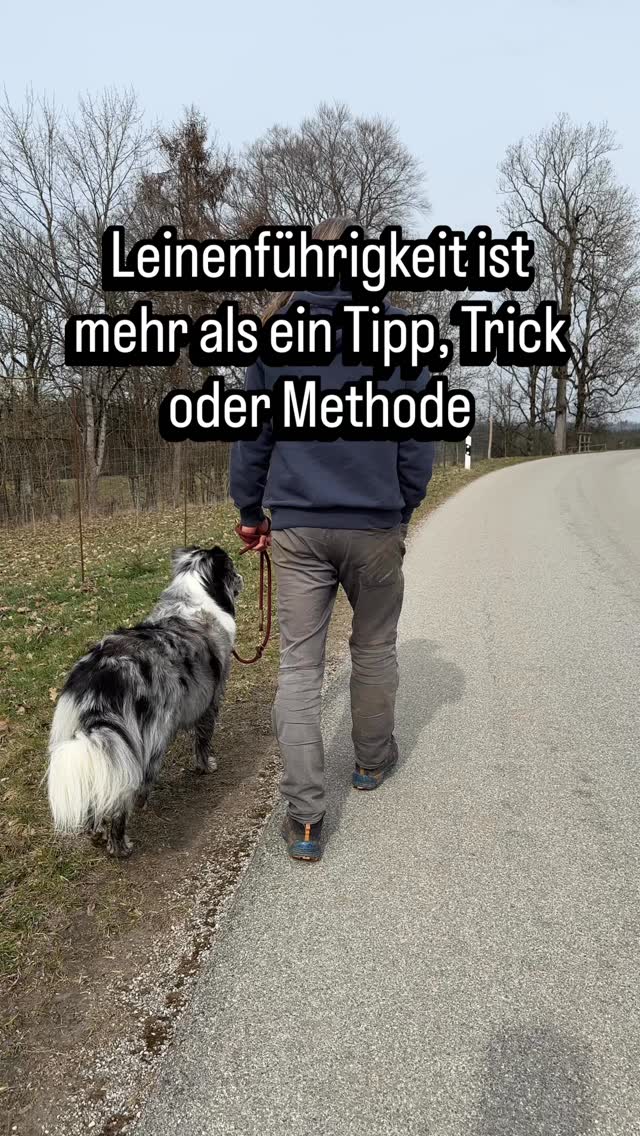 Leinenführigkeit ist kein Trick, den man mal eben lernen kann. Leinenführigkeit ist ein Prozess.
Der Dauerbrenner… Nicht selten kommt die Anfrage „Ich möchte ein Training zur Leinenführigkeit“.
Bei der Leinenführigkeit muss ich jedoch einige Dinge vorab besprechen.
🐾 Ohne Orientierung keine Leinenführigkeit.
🐾 Ohne Frustrationstoleranz keine Leinenführigkeit.
🐾 Ohne Impulskontrolle keine Leinenführigkeit.
🐾 Ohne Akzeptanz keine Leinenführigkeit.
Läuft dein Hund Leinenführig?
LEINENFÜHRIGKEIT
HUNDETRAINING
#leinenführigkeit #hundetraining