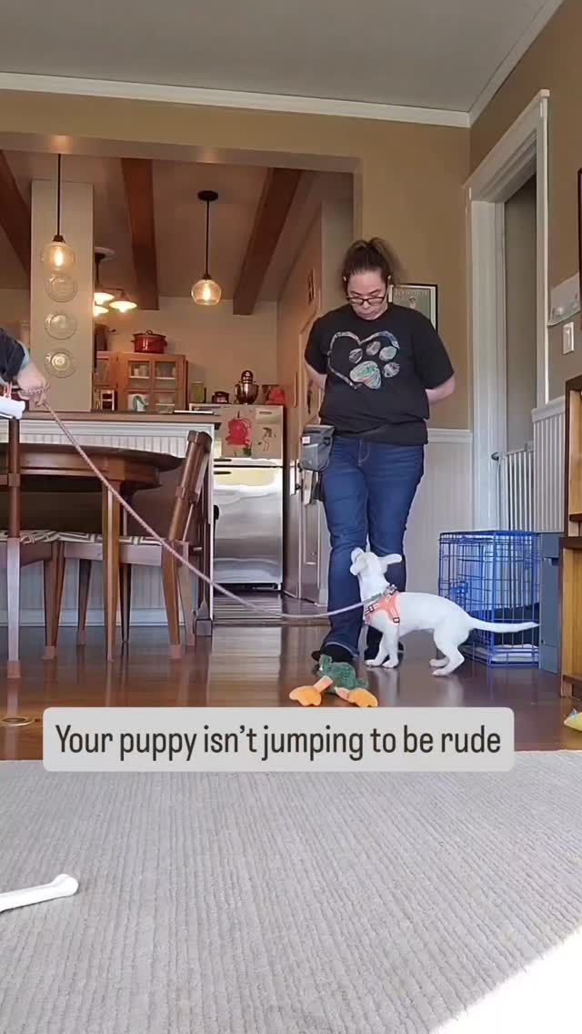 Jumping usually isn’t a “bad puppy” problem
It’s a very successful puppy strategy 🤯
They jump → people look at them
They jump → people talk to them
They jump → sometimes they even get pets
So of course they keep doing it
The good news? Puppies can absolutely learn a calmer way to say hello
Follow along for realistic puppy training that works in real life 😊