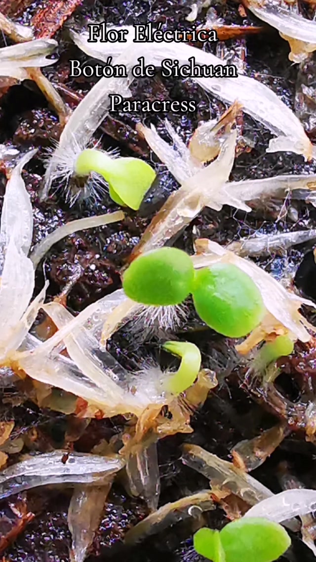 La hermosa y ya mexicanizada habitante de la huerta: Flor Eléctrica (Spilanthes oleracea).
Una planta con infinidad de beneficios, pero que amamos por sus beneficios para la piel en nuestro Sérum PAUSAE.
Al funcionar como una alternativa vegetal al botox, funciona para pieles maduras que necesitan atención plena para ayudar a fortalecer las redes de colágeno, incentivar la producción de elastina y relajar los músculos faciales para disminuir la profundidad de las líneas de expresión.
Nos gusta decir que esta planta ofrece vacaciones para tu Cara y un merecido apapacho para tu piel.
#spilanthesacmella #herbolariamente #cuidadodelapiel #huertomedicinal #botox