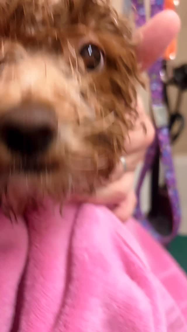 Good boy at his first grooming 🐶
#groomingathome #groomingdogs #groomingnyc #puppygrooming