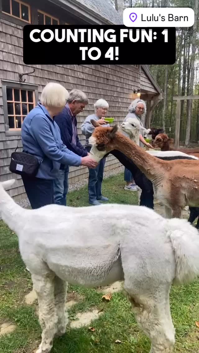 We need more of this in our lives. 🦙🤍🦙
#alpacalife #mainethingstodo #alpacafarm #farmvisit #midcoastmaine
To book: lulusbarn.com