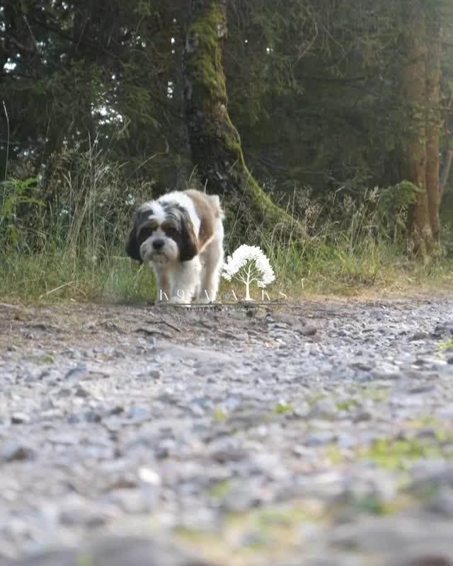🐾 3 WEEKS TO GO! 🐾
The countdown is officially on…
Our K9 Walks Woodland Walk opens on APRIL 1st, and bookings are now LIVE! 🌿🐕
Give your dogs the freedom they deserve with a secure, private woodland walk, designed for exploring, sniffing, and burning off that endless energy.
📅 Opening Day: April 1st
📍 Cardinham, Cornwall
⏰ Slots are now available to book
Spaces will fill quickly for opening week, so secure your slot now and be one of the first to experience the walk!
👉 Book now and save the date!
#K9Walks #DogWalkingField #SecureDogField #PrivateDogWalk #DogWalkingCornwall Cardinham CornwallDogs DogFriendlyCornwall DogWalking DogAdventure DogLife DogExercise DogOwners DogLovers HappyDogs DogsOfInstagram CornwallLife WoodlandWalk DogFreedom SecureDogWalking DogFieldHire DogWalkingUK AdventureDogs DogExplorers RunFreeDogs